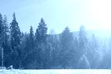 preview cold