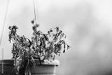 preview bw