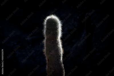 image to crop