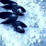 preview cold