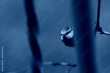 preview cold