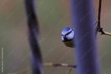 preview original