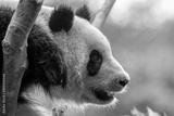 preview bw