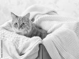 preview bw