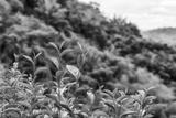 preview bw