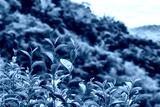 preview cold