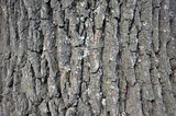 preview original