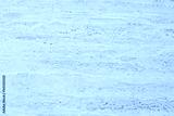preview cold