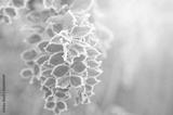 preview bw