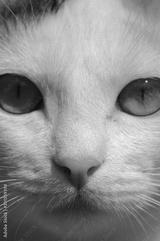 preview bw