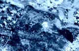 preview cold