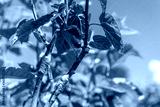 preview cold