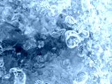 preview cold