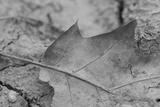 preview bw