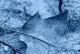 preview cold