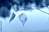 preview cold