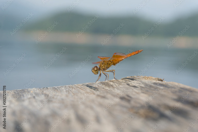 image to crop