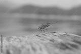preview bw
