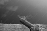 preview bw