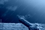 preview cold