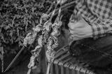 preview bw