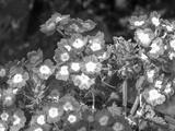 preview bw