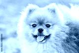 preview cold
