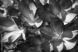 preview bw