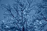 preview cold