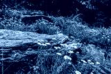 preview cold