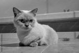 preview bw