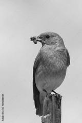 preview bw