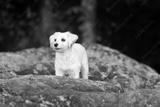 preview bw