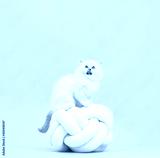 preview cold