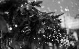 preview bw