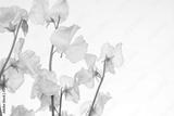 preview bw