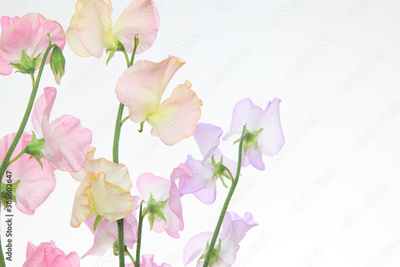 image to crop