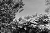 preview bw