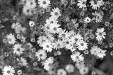 preview bw