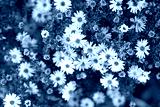 preview cold