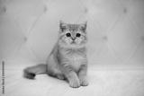 preview bw