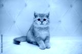 preview cold