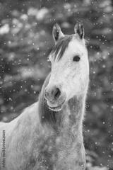 preview bw