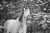 preview bw