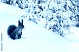 preview cold