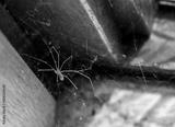 preview bw