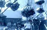 preview cold