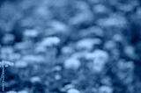 preview cold
