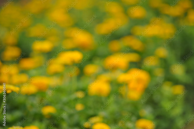image to crop