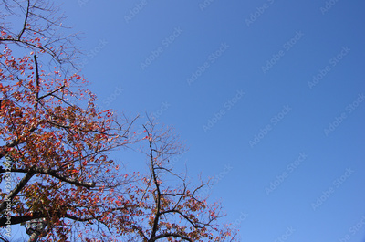 image to crop